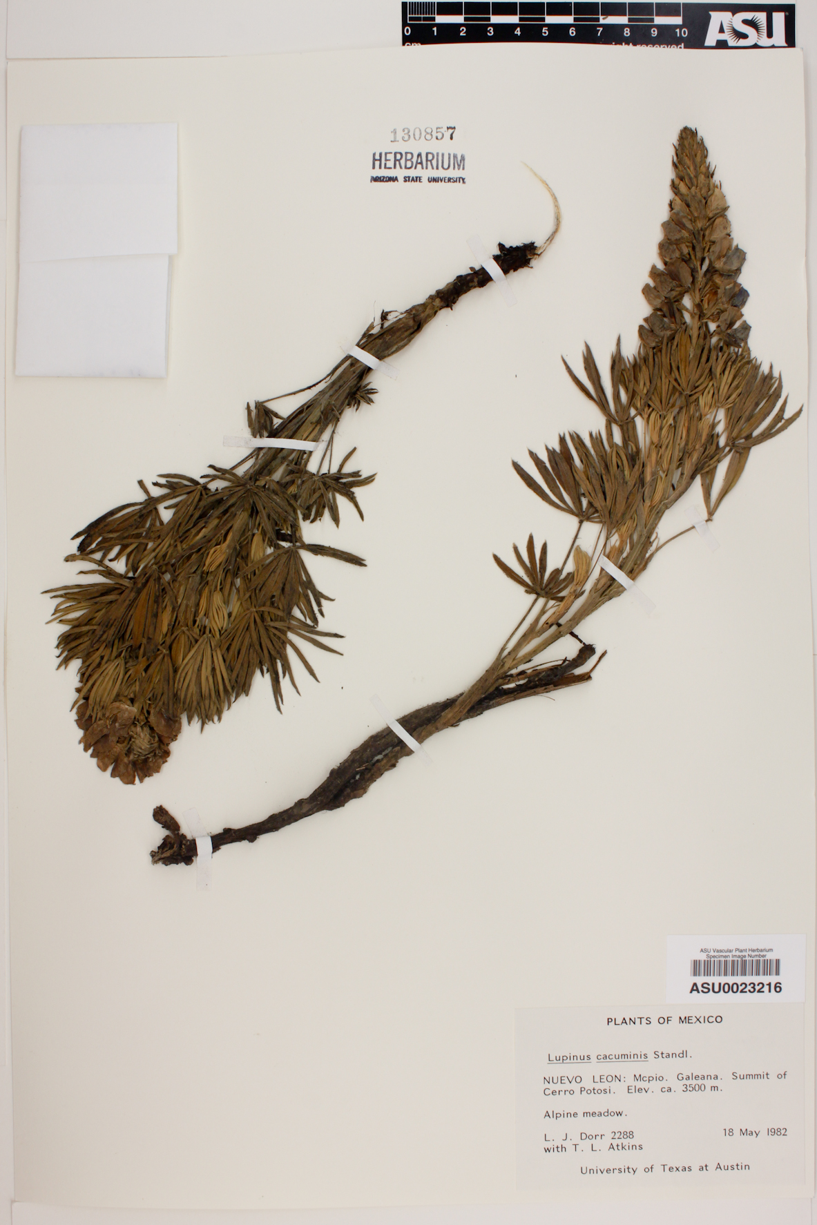 Lupinus cacuminis image