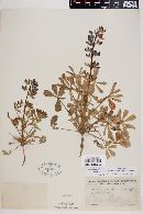 Lupinus succulentus image