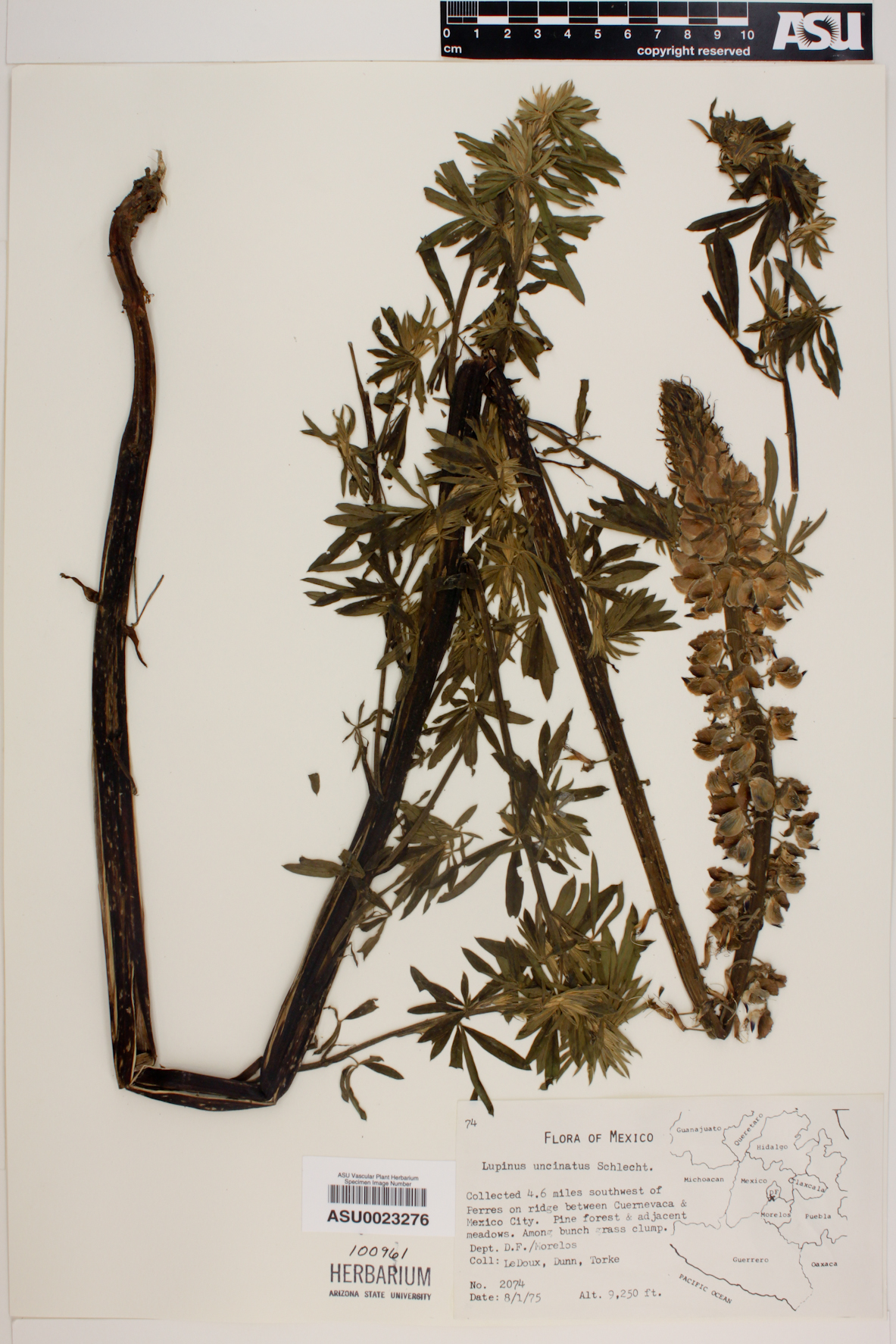 Lupinus uncinatus image