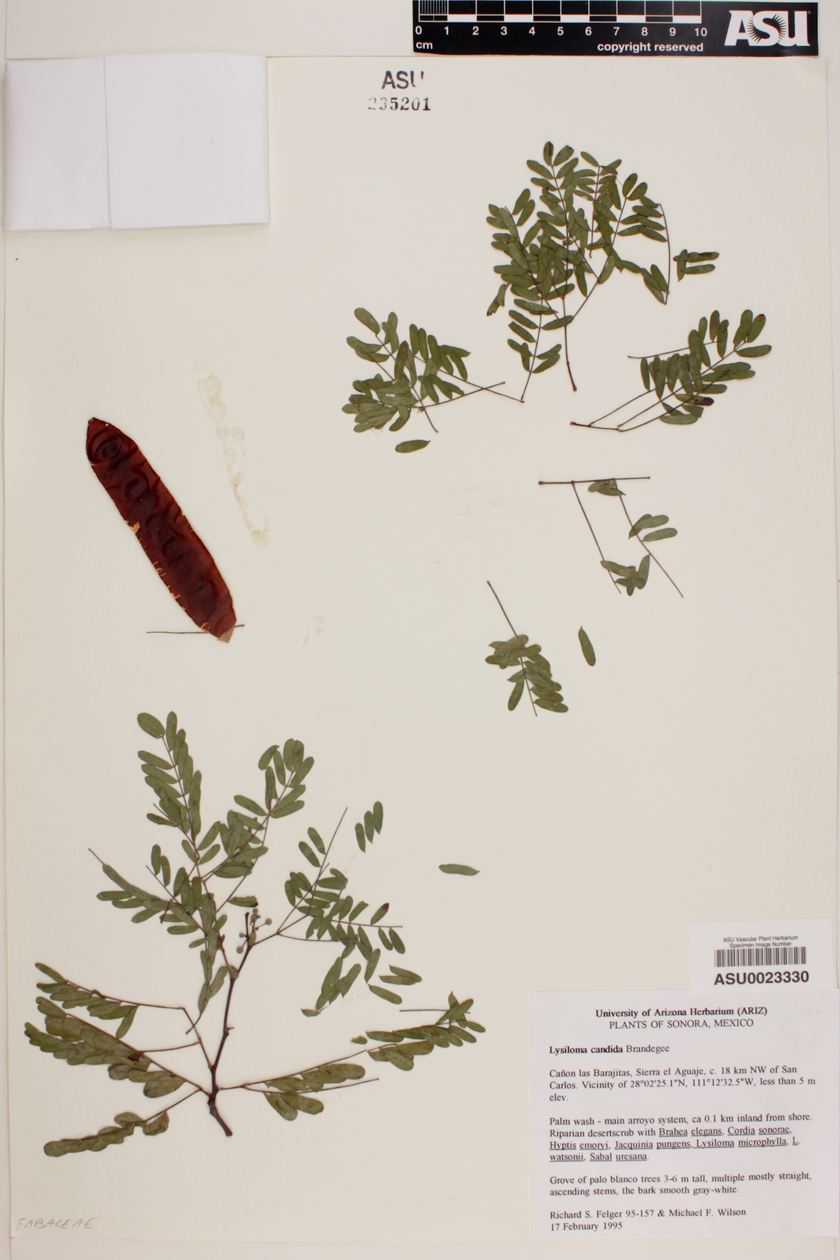Lysiloma candida image