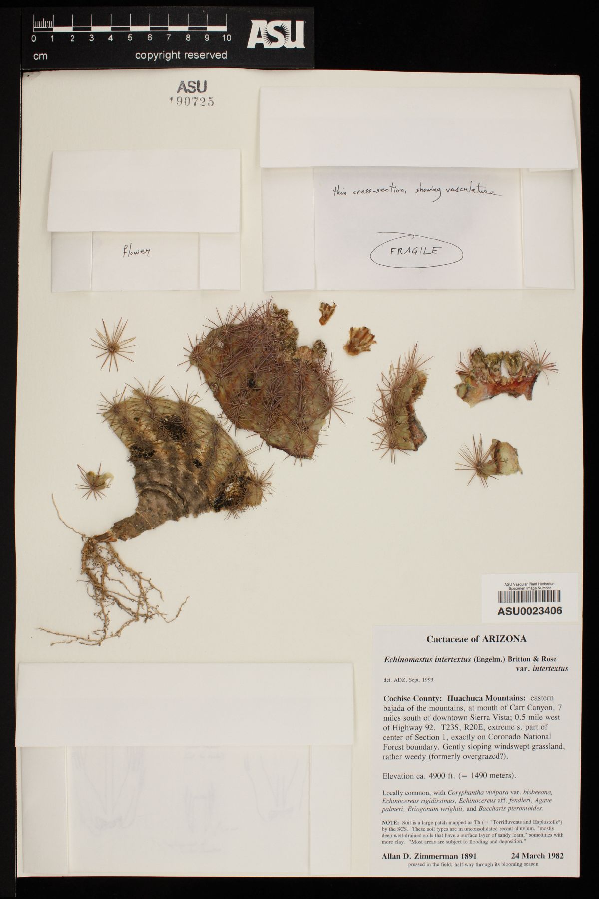 Echinomastus intertextus var. intertextus image