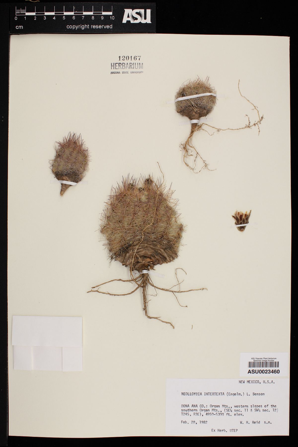 Sclerocactus intertextus var. intertextus image