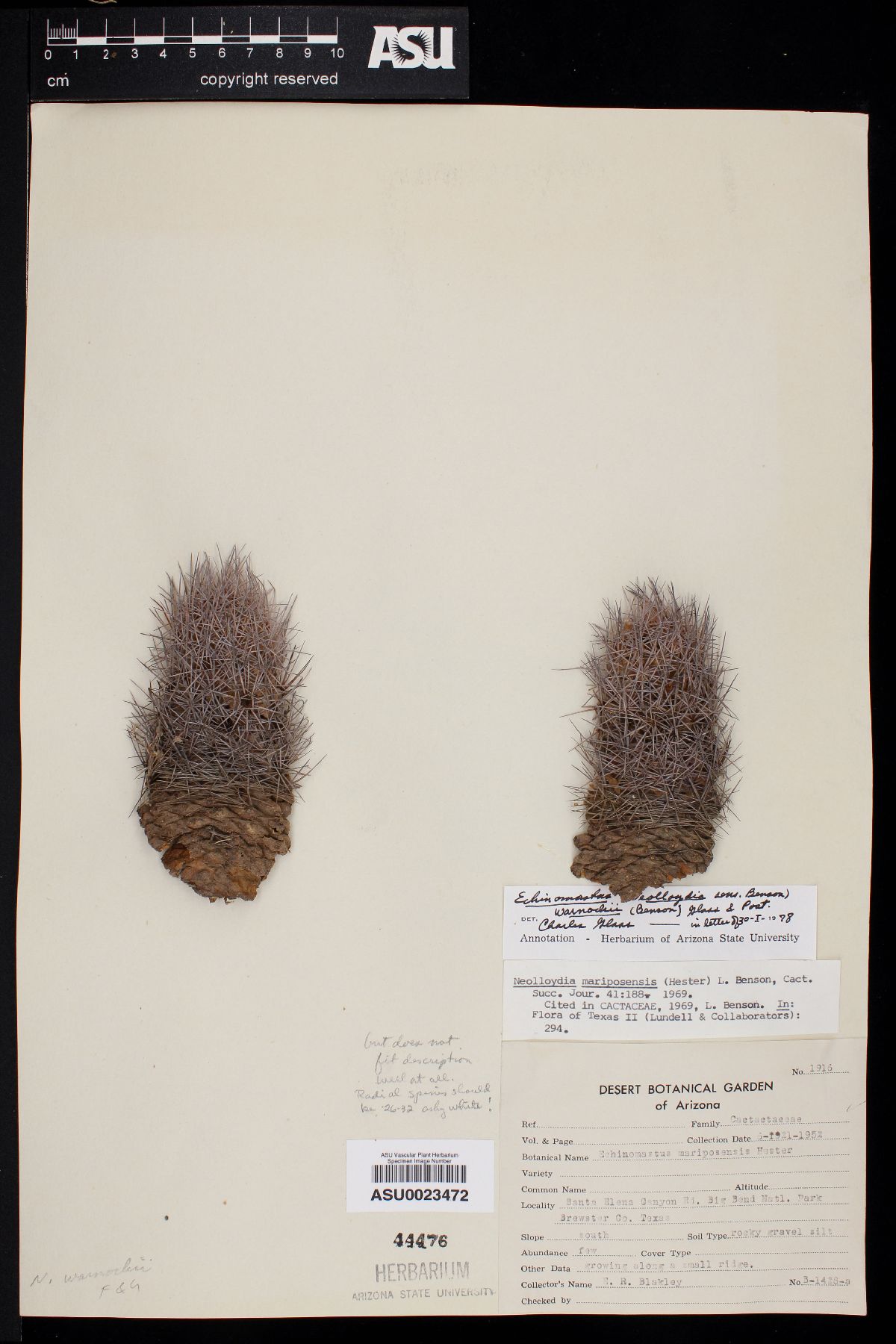 Echinomastus warnockii image