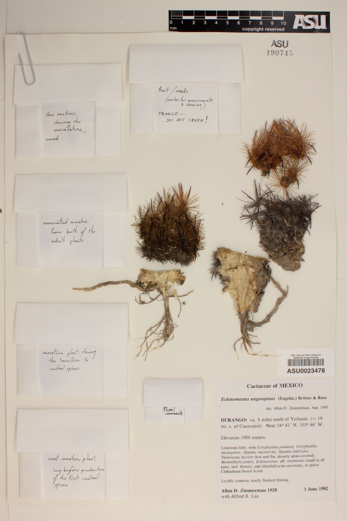 Echinomastus unguispinus image