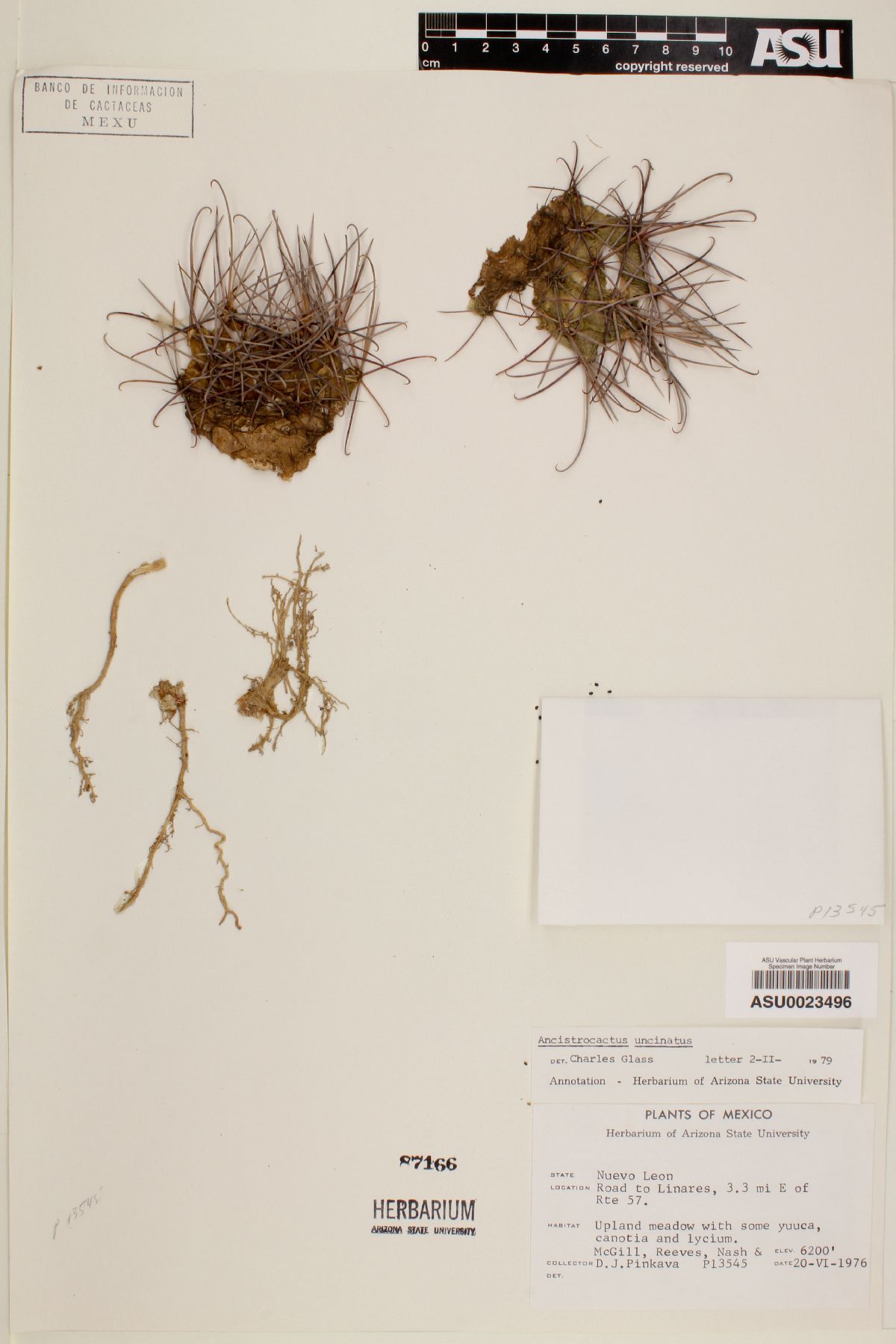 Sclerocactus uncinatus var. uncinatus image