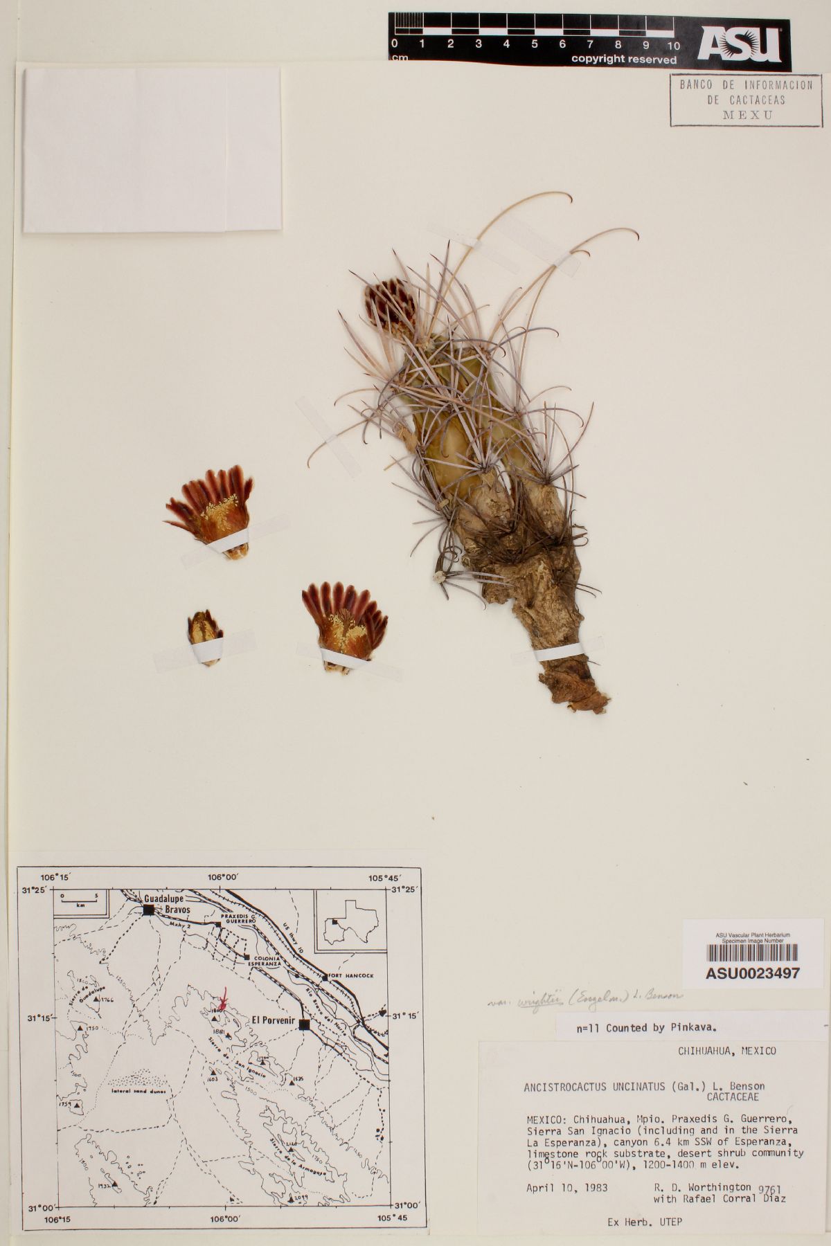 Sclerocactus uncinatus var. wrightii image