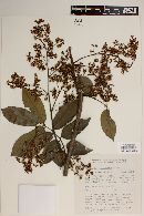 Machaerium floribundum image