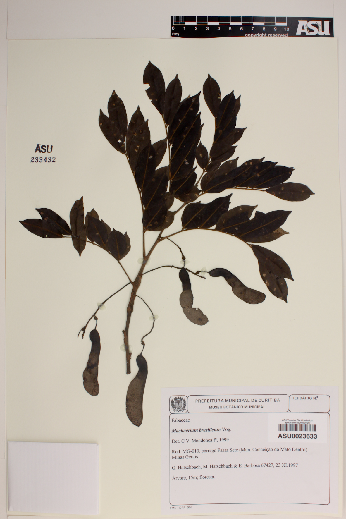 Machaerium brasiliense image