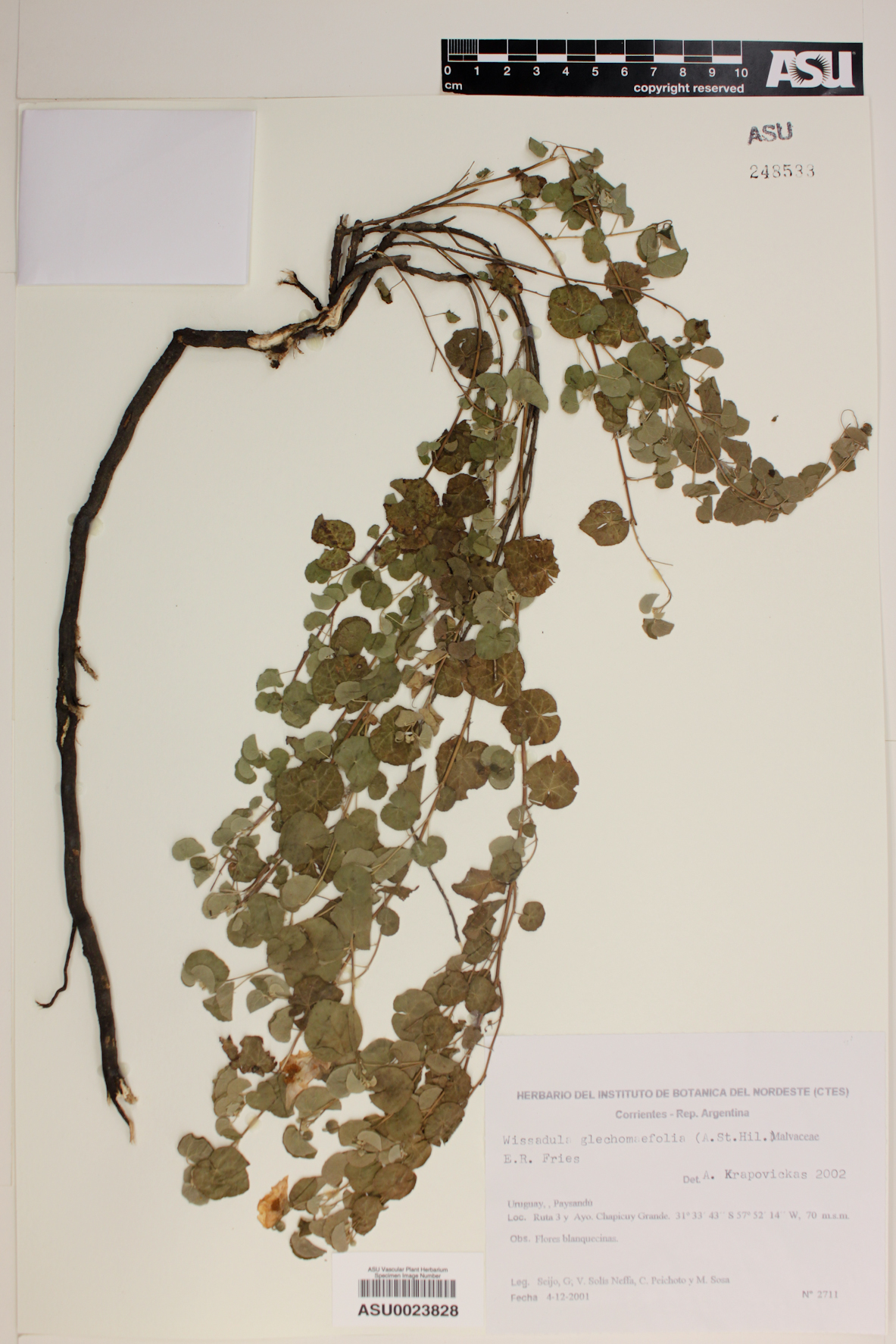 Wissadula glechomifolia image