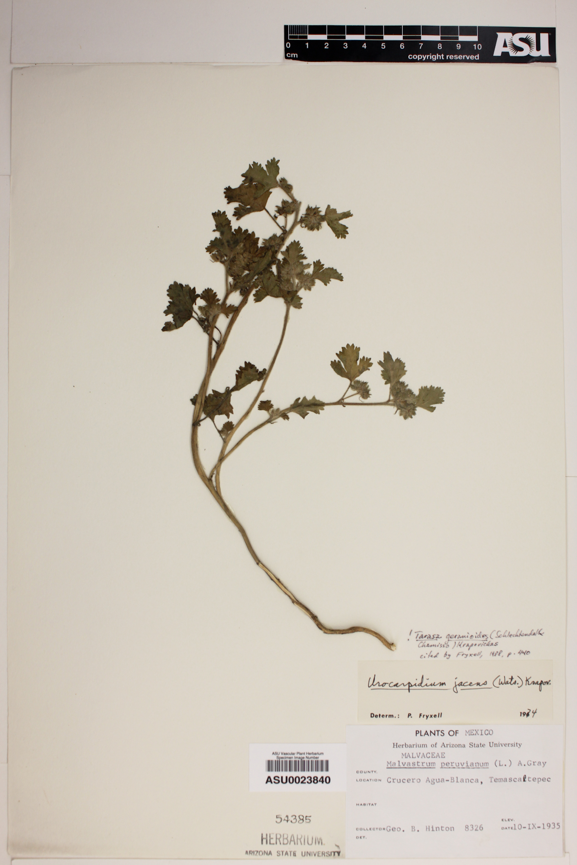 Fuertesimalva peruviana image