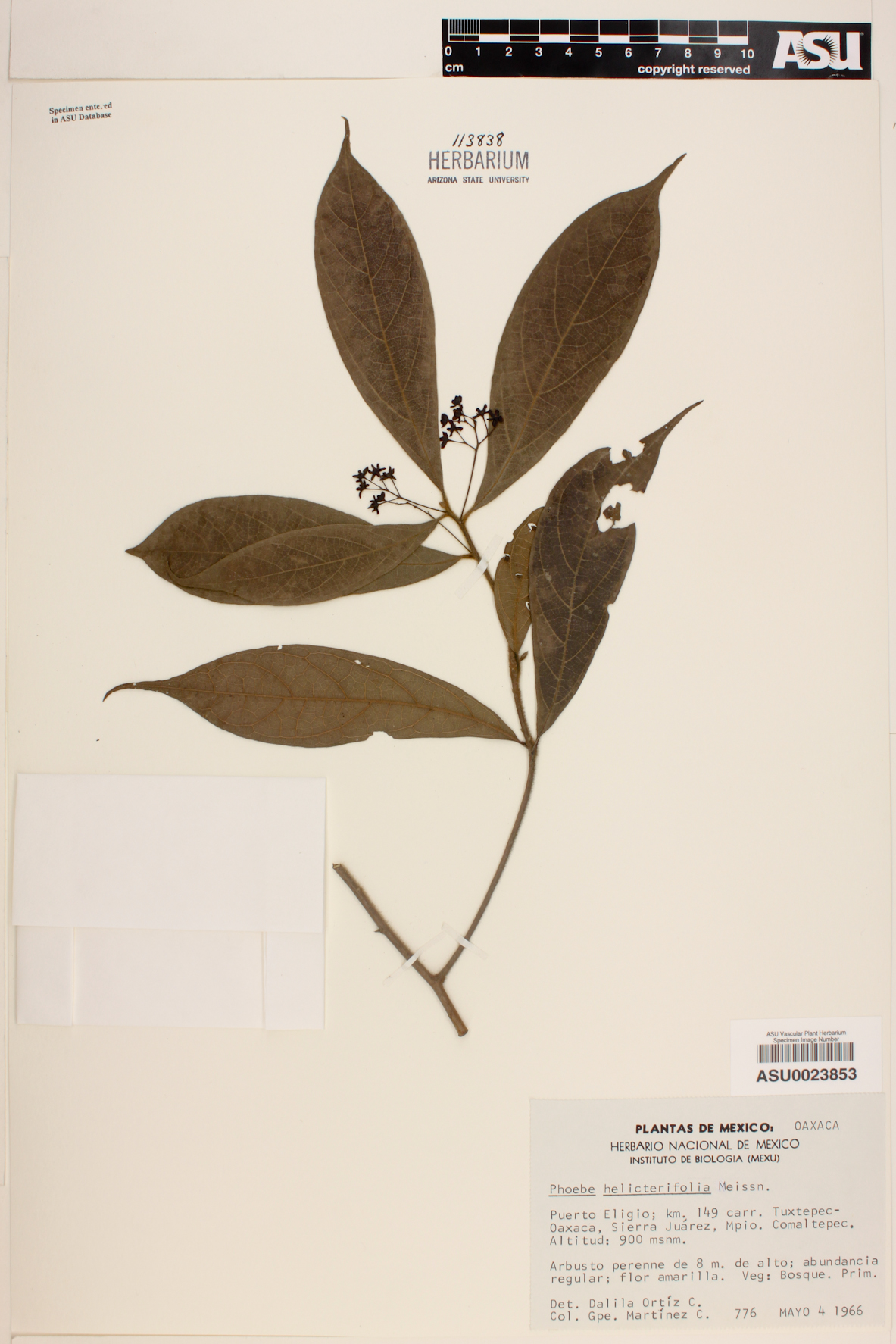 Phoebe helicterifolia image