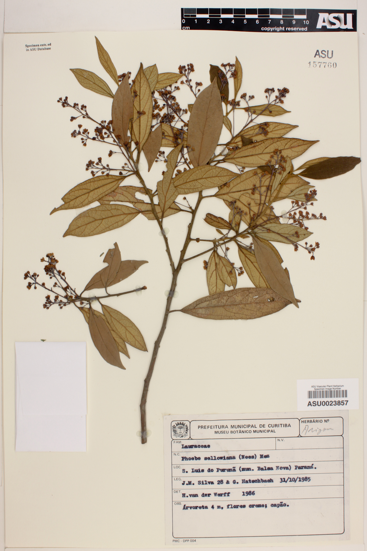 Cinnamomum sellowianum image