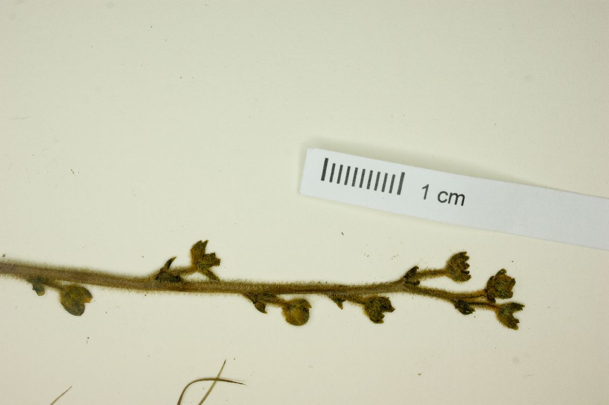 Genlisea aurea image