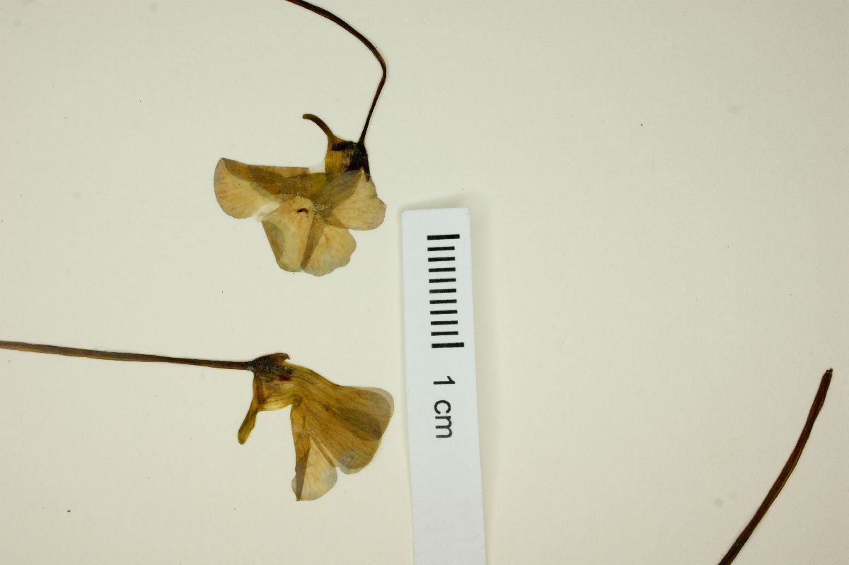 Pinguicula acuminata image