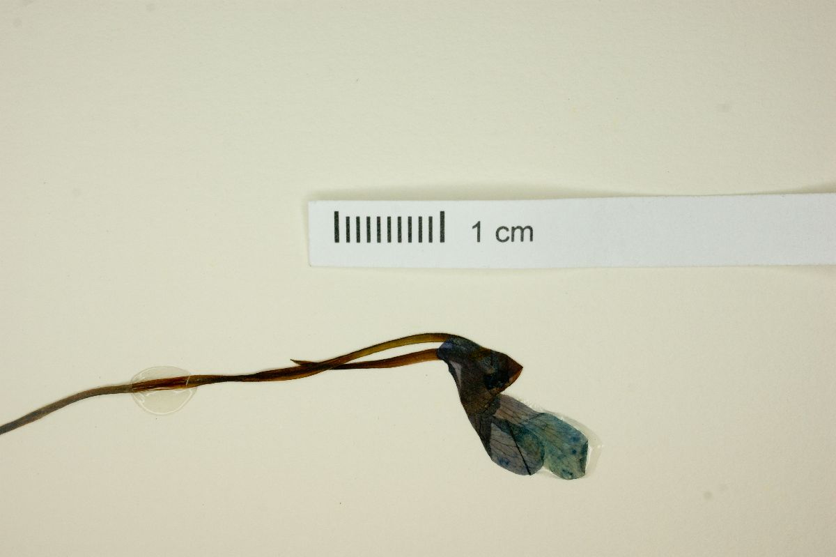Pinguicula caudata image