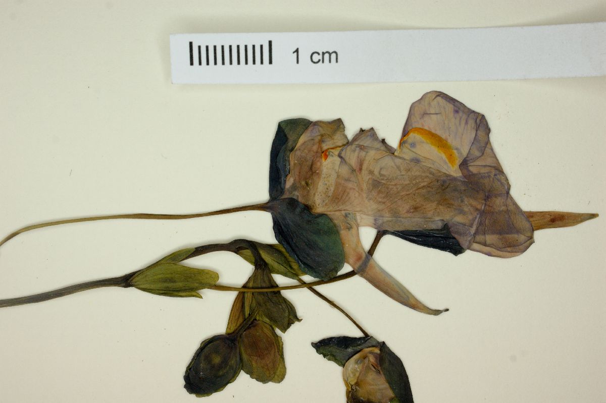 Utricularia reniformis image