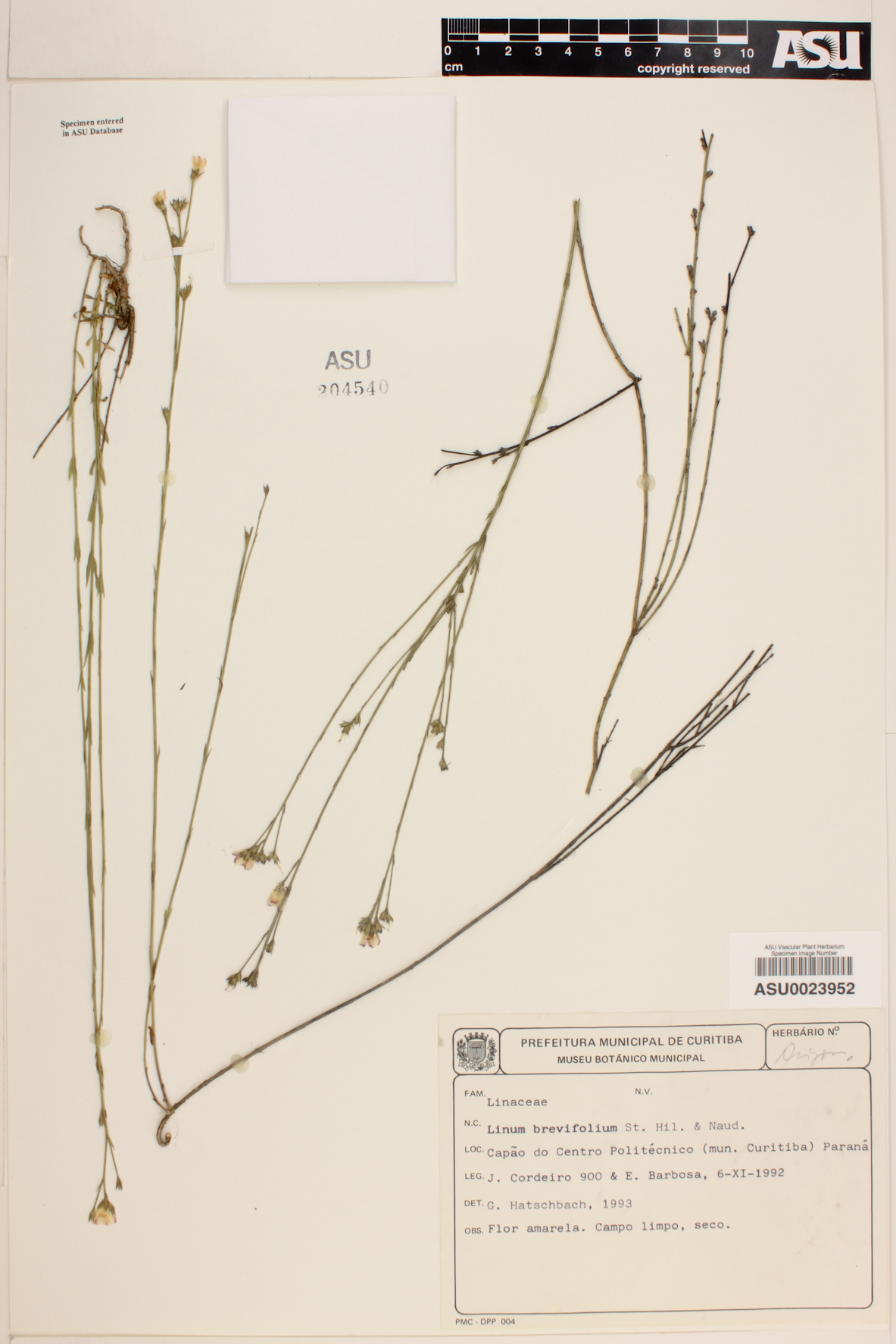 Linum brevifolium image