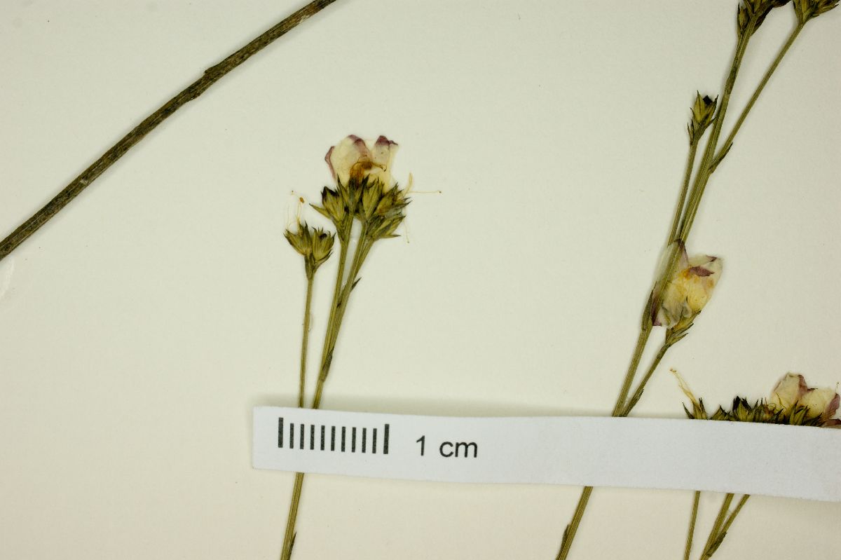 Linum brevifolium image