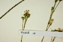 Linum brevifolium image