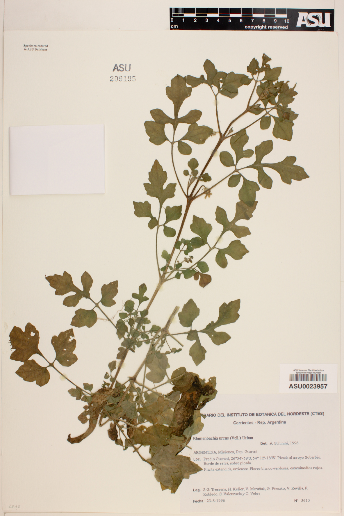 Blumenbachia latifolia image
