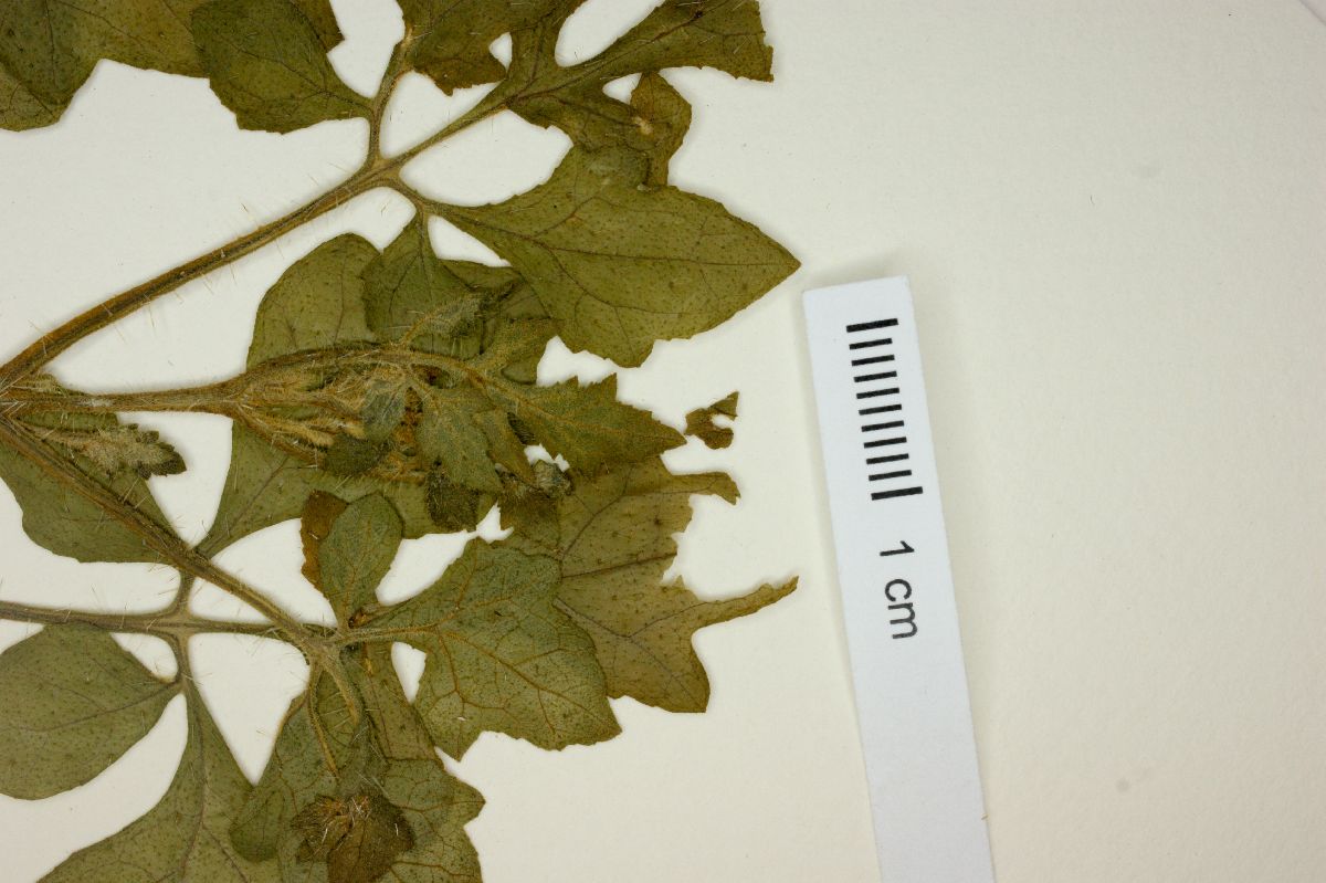 Blumenbachia latifolia image
