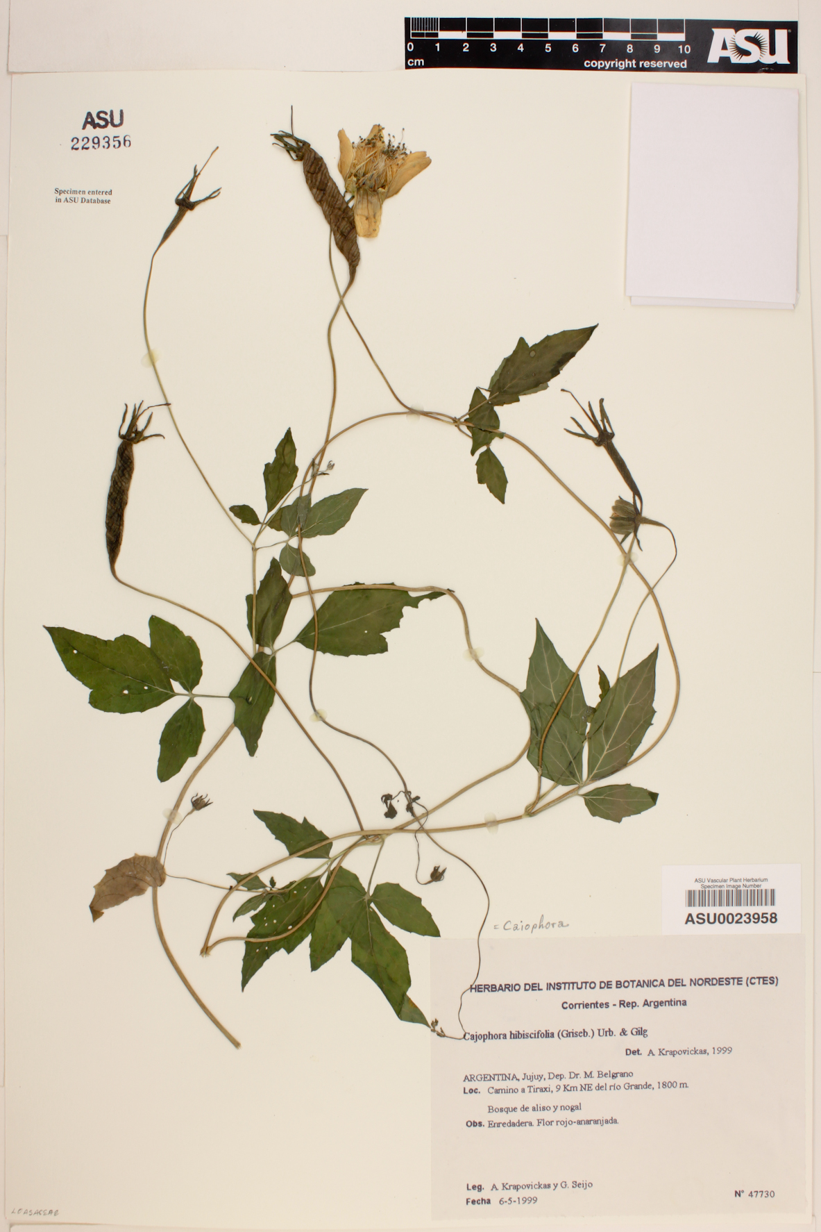 Caiophora hibiscifolia image