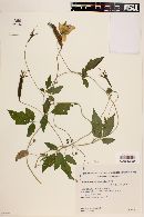 Image of Caiophora hibiscifolia