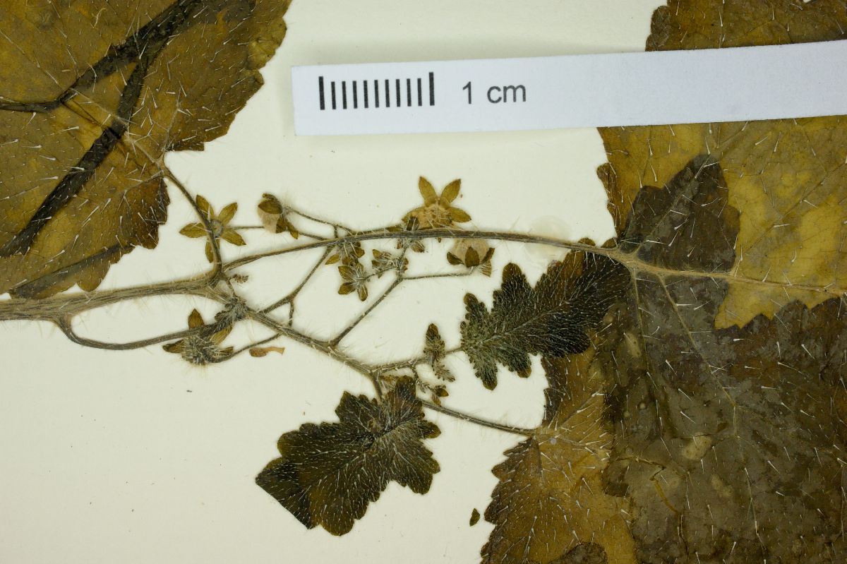 Aosa parviflora image