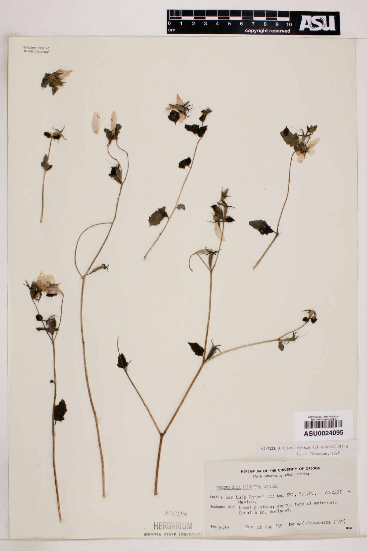 Mentzelia hispida image