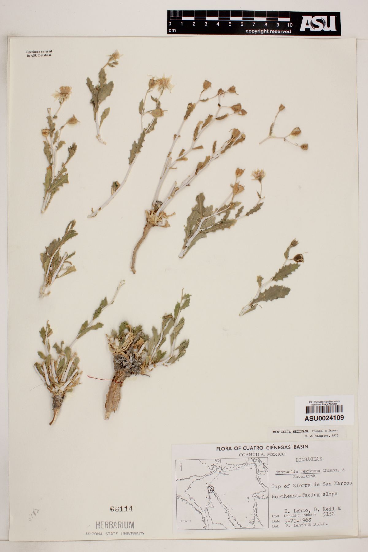 Mentzelia mexicana image