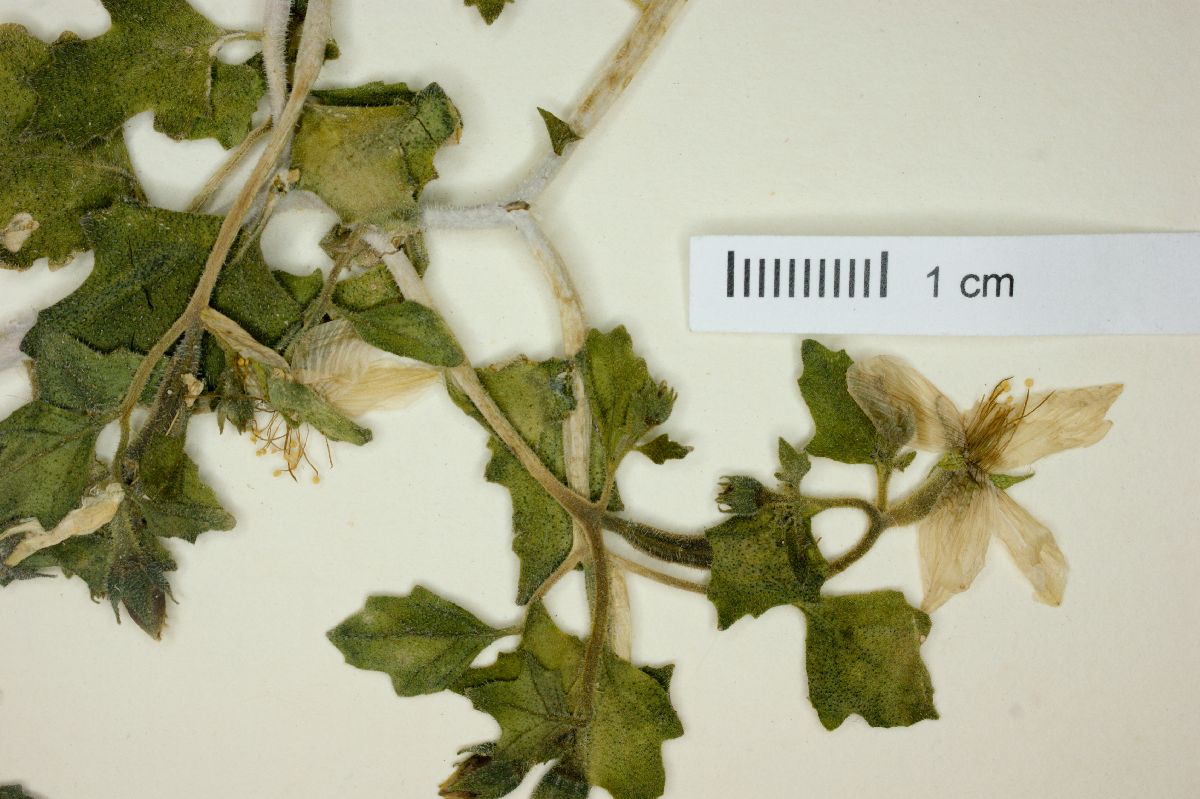Mentzelia pachyrhiza image