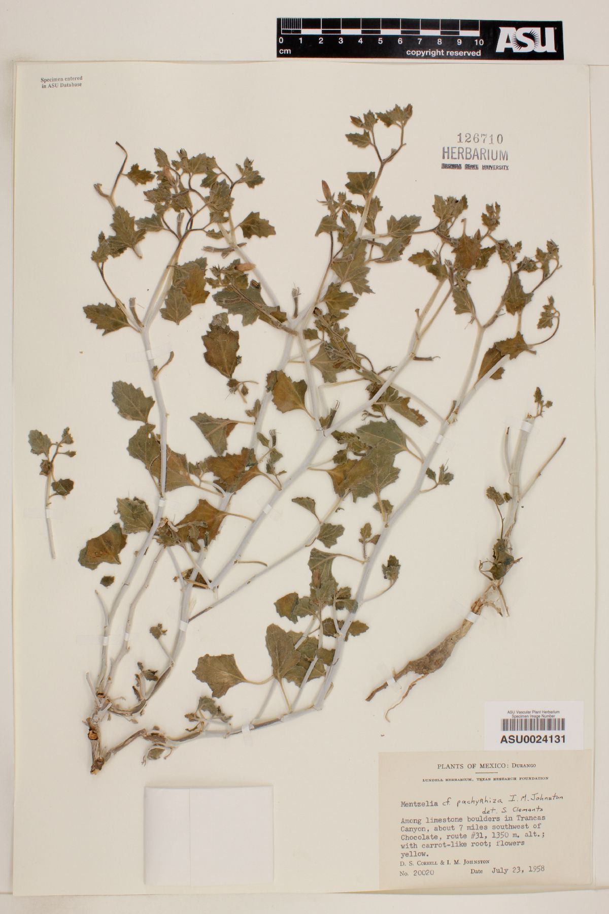 Mentzelia pachyrhiza image