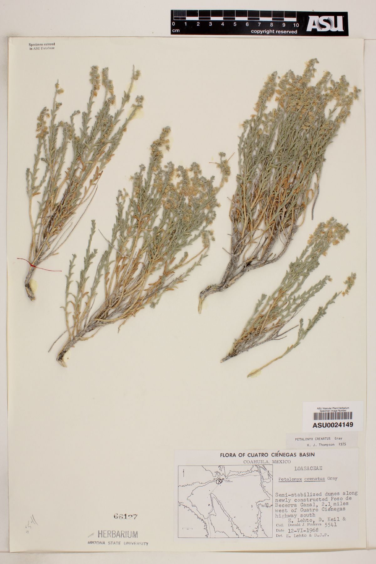 Petalonyx crenatus image