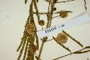 Mimosa acantholoba image