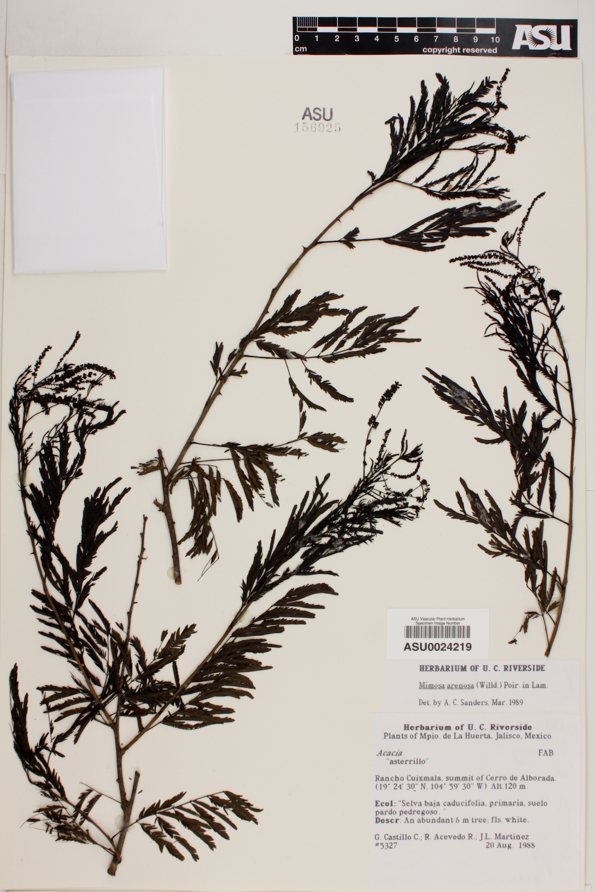Mimosa arenosa image