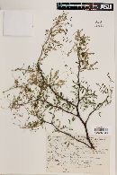 Mimosa brevispica image