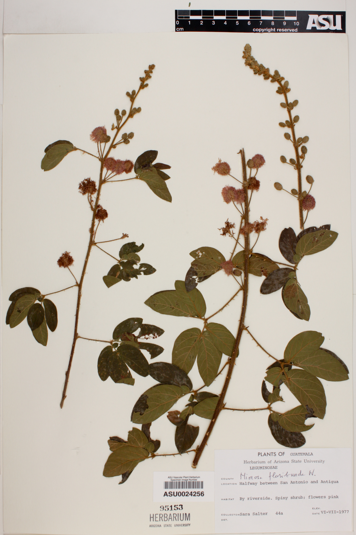 Mimosa albida var. willdenowii image