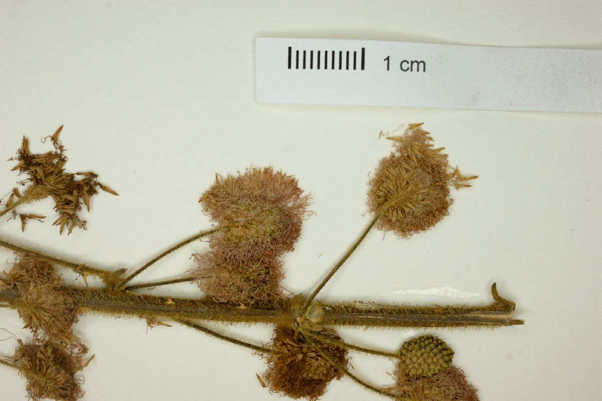 Mimosa albida var. willdenowii image