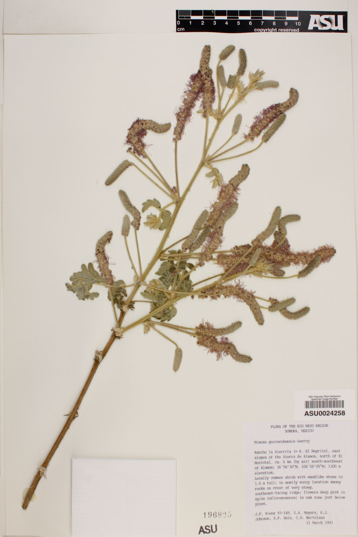 Mimosa guirocobensis image