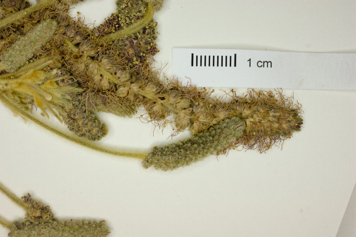 Mimosa guirocobensis image