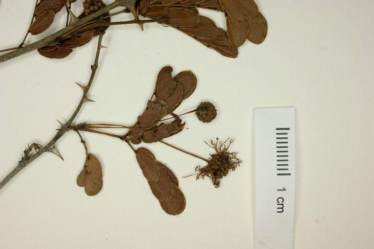 Mimosa nelsonii image