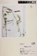 Mimosa pudica image