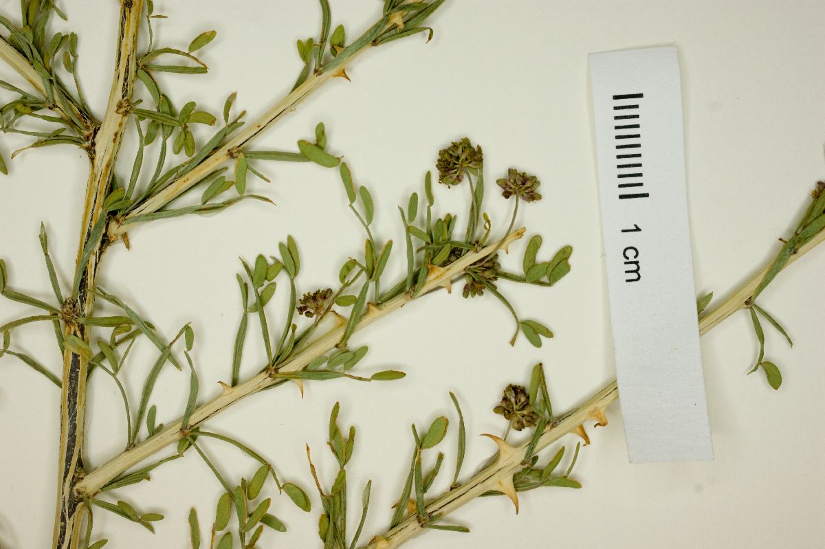 Mimosa unipinnata image