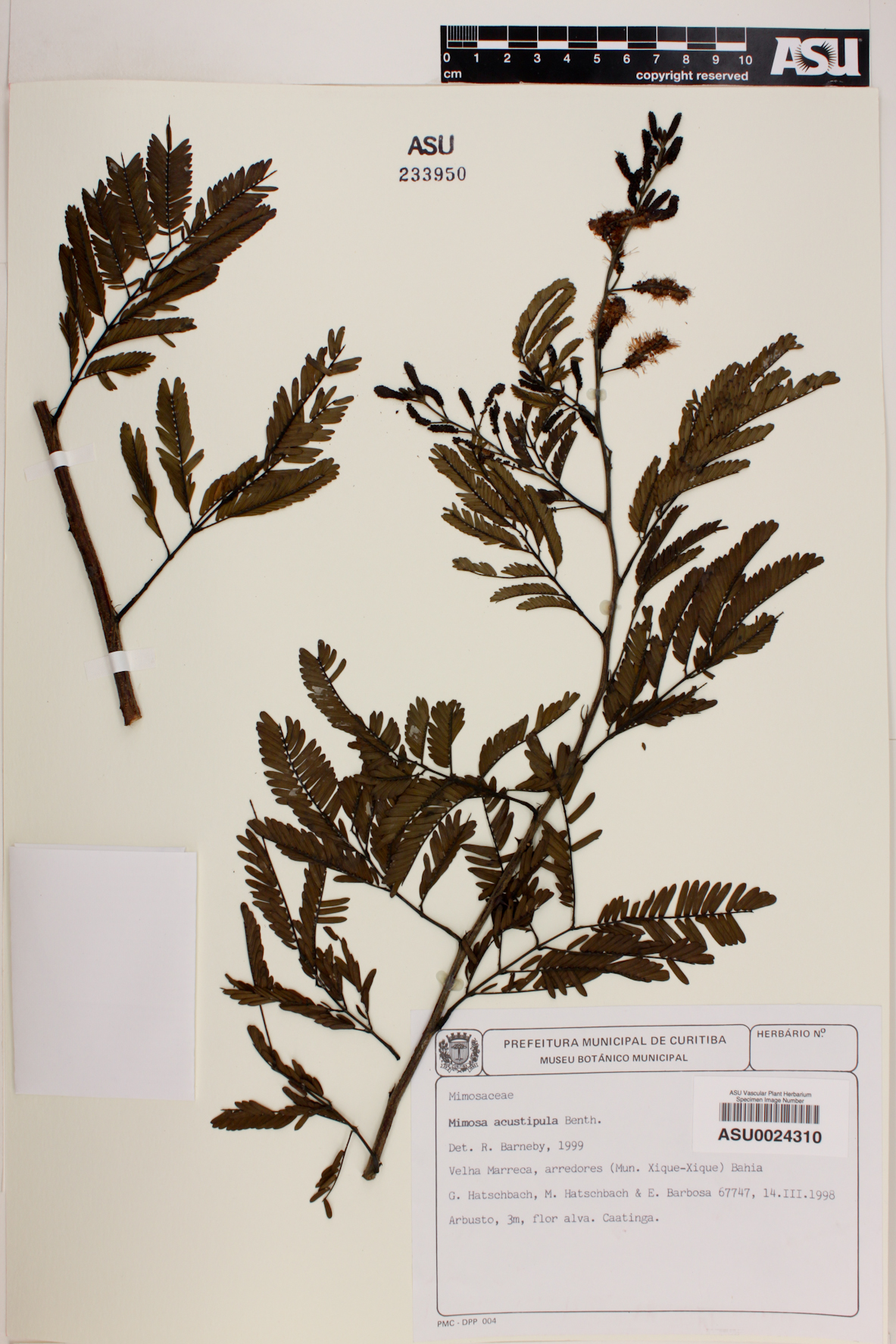 Mimosa acutistipula image