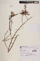 Image of Mimosa adenocarpa