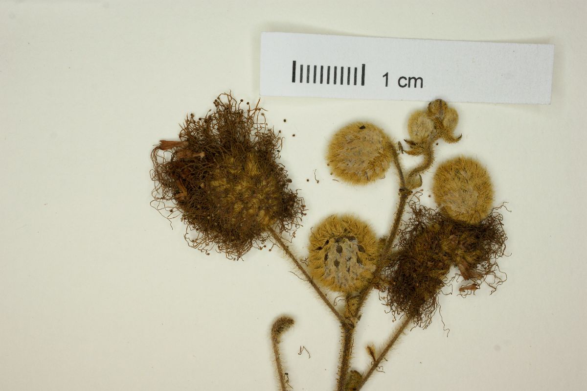 Mimosa adenotricha image