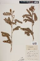 Image of Mimosa barretoi