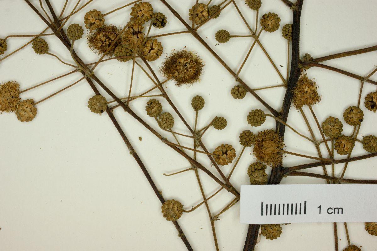 Mimosa bimucronata image