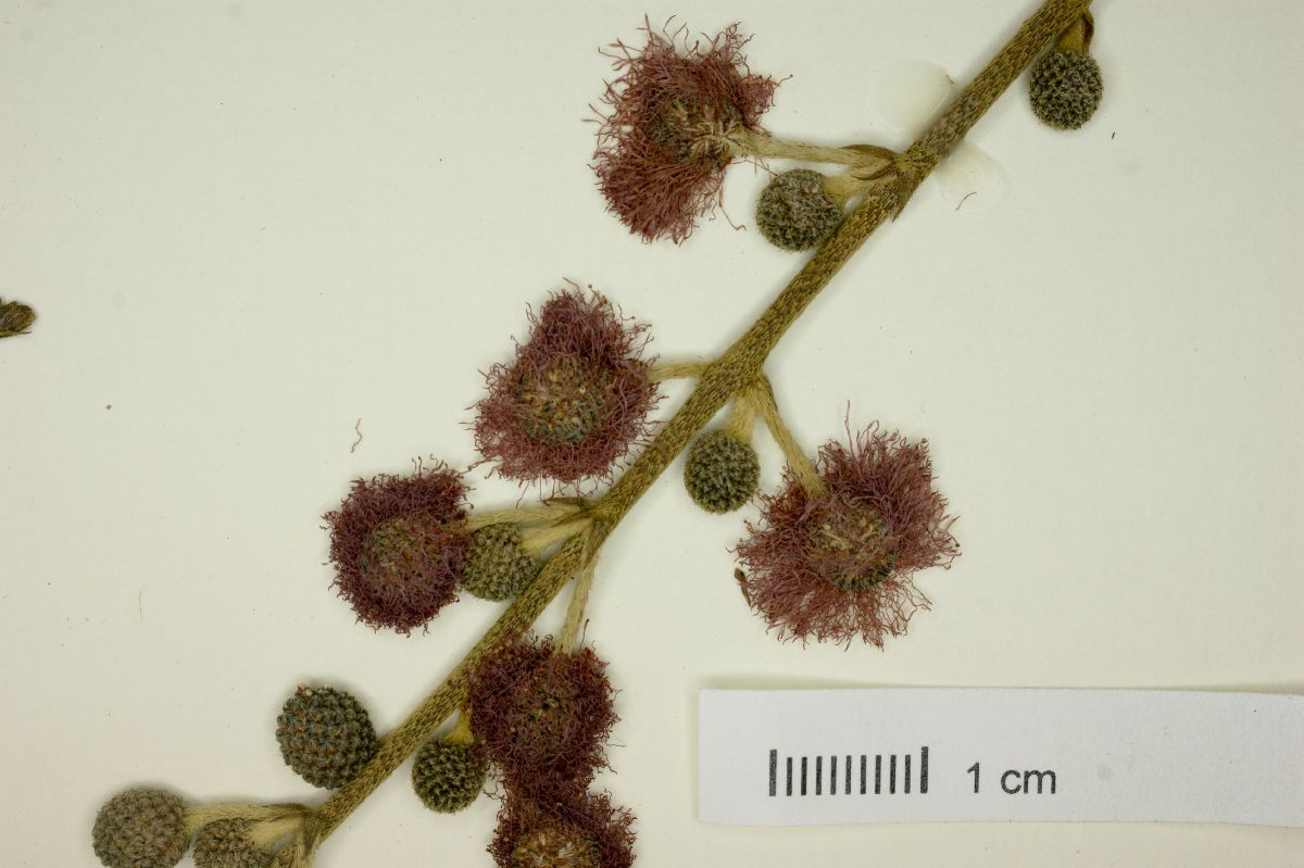 Mimosa callidryas image