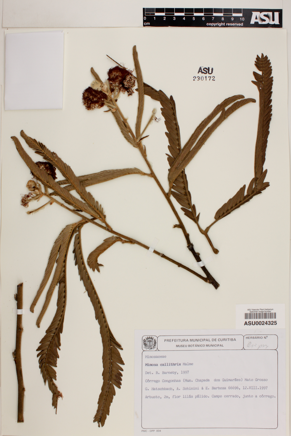 Mimosa callithrix image